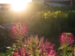 garden in ray of sunshine