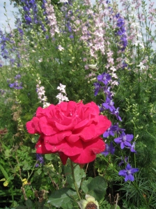 red rose and larkspur