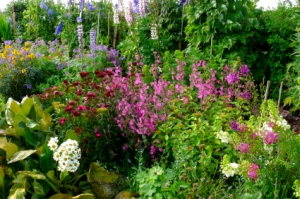 English country garden flowers and herbs