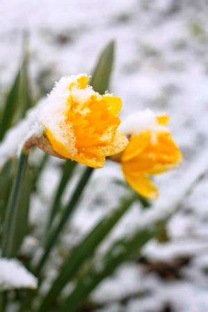 daffodils in March snow