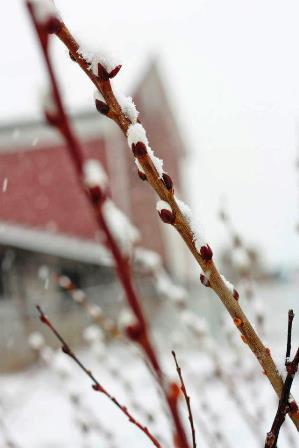 pussywillow against the barn in March 25 snow