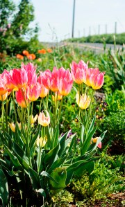 tulips late season