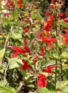 Scarlet Sage, Salvia coccinea