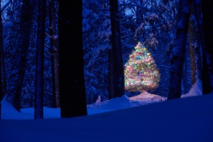 ChristmasTree in Snowy Woods