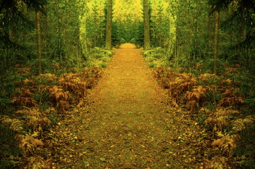 Path to magical forest