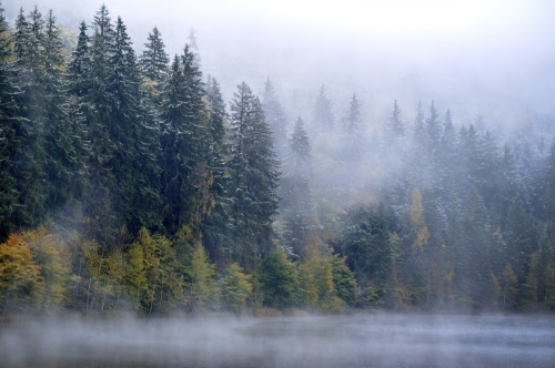 Misty autumn woods