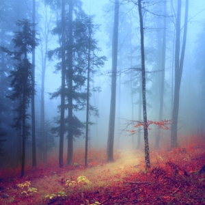 misty autumn mountain road