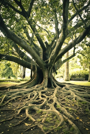 old tree with roots