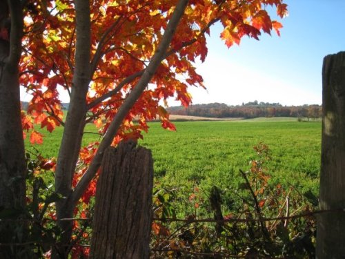 Autumn leaves on maple tree near green rye field on our farm in the Shenandoah Valley