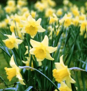 daffodils_04