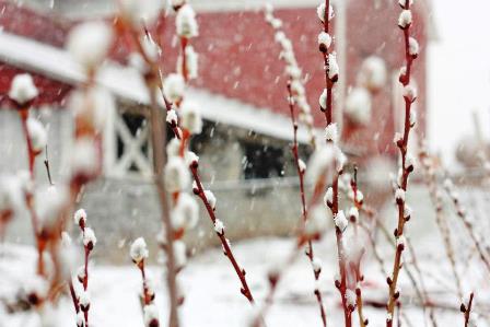 snowy pussywillow by the old red barn on march 25