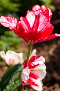 tulip_pink and white striped