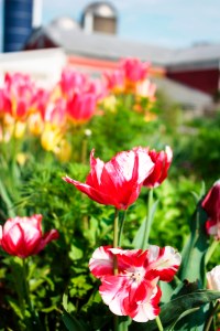 tulips against the barn