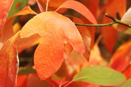 Sassafras leaves in autumn