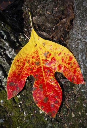 sassafras leaf in autumn