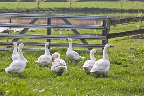 pilgrim geese in spring meadow1