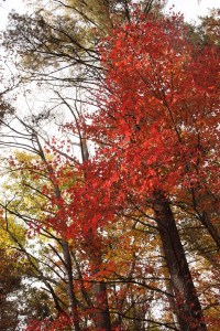 tree-from-autumn-drive-jpg1